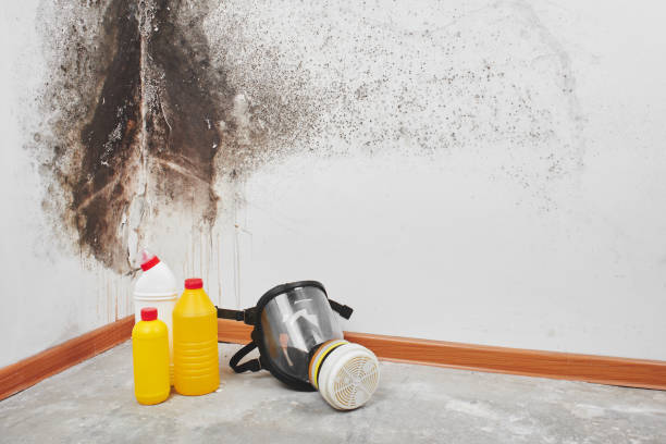 Best Commercial Mold Removal  in Keuka Park, NY