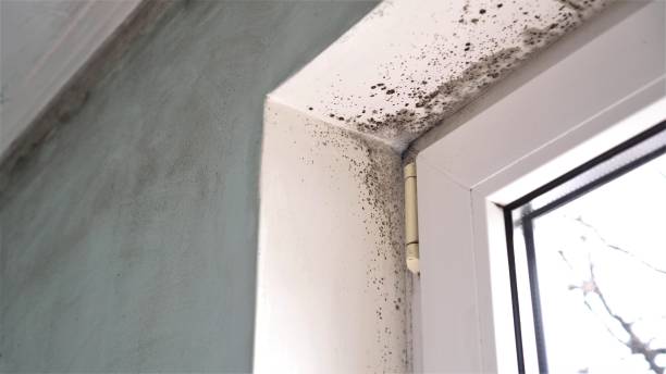 Best Black Mold Removal  in Keuka Park, NY