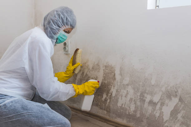 Best Mold Removal Near Me  in Keuka Park, NY