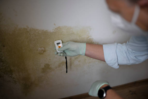 Best Commercial Mold Removal  in Keuka Park, NY