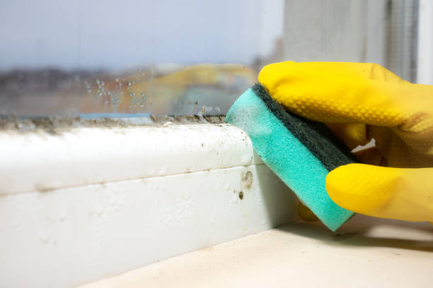 Best Mold Damage Repair  in Keuka Park, NY