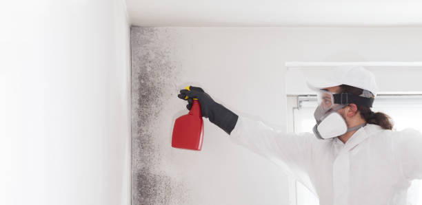 Best Local Mold Removal Service  in Keuka Park, NY