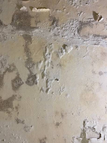 Best Fast Mold Removal  in Keuka Park, NY