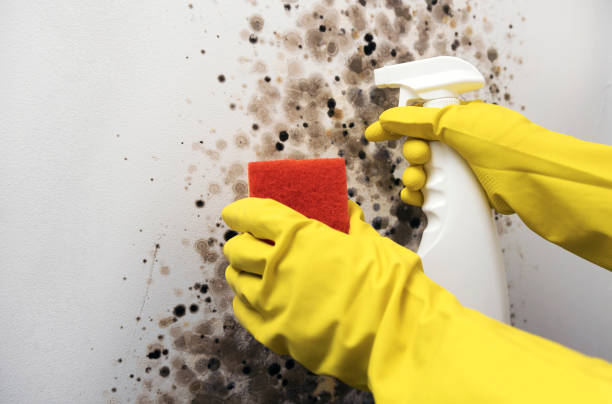 Best Mold Removal Company Near Me  in Keuka Park, NY