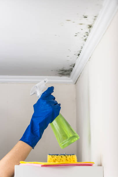 Best Mold Remediation  in Keuka Park, NY